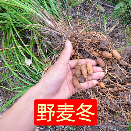 麦冬250g 深山采摘无硫特级泡水茶 正宗麦门冬中药材散装正品