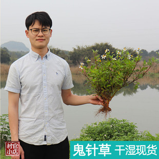 鬼针草新鲜深山野外采摘 自然晒干捆把500g 一包针 三叶鬼针草