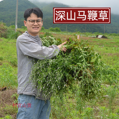 马鞭草深山新鲜现挖农家自晒
