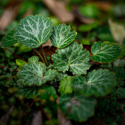 新鲜虎耳草中药材去疹除痒滴耳朵