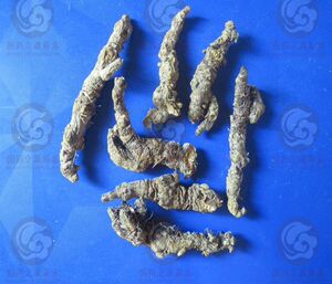 正品 四川产 单枝黄莲 黄连  500克