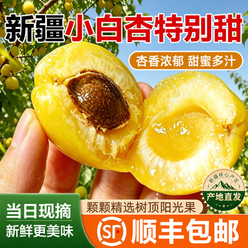 新疆轮台小白杏新鲜现摘当季水果库车小白杏甜杏产地直发顺丰包邮