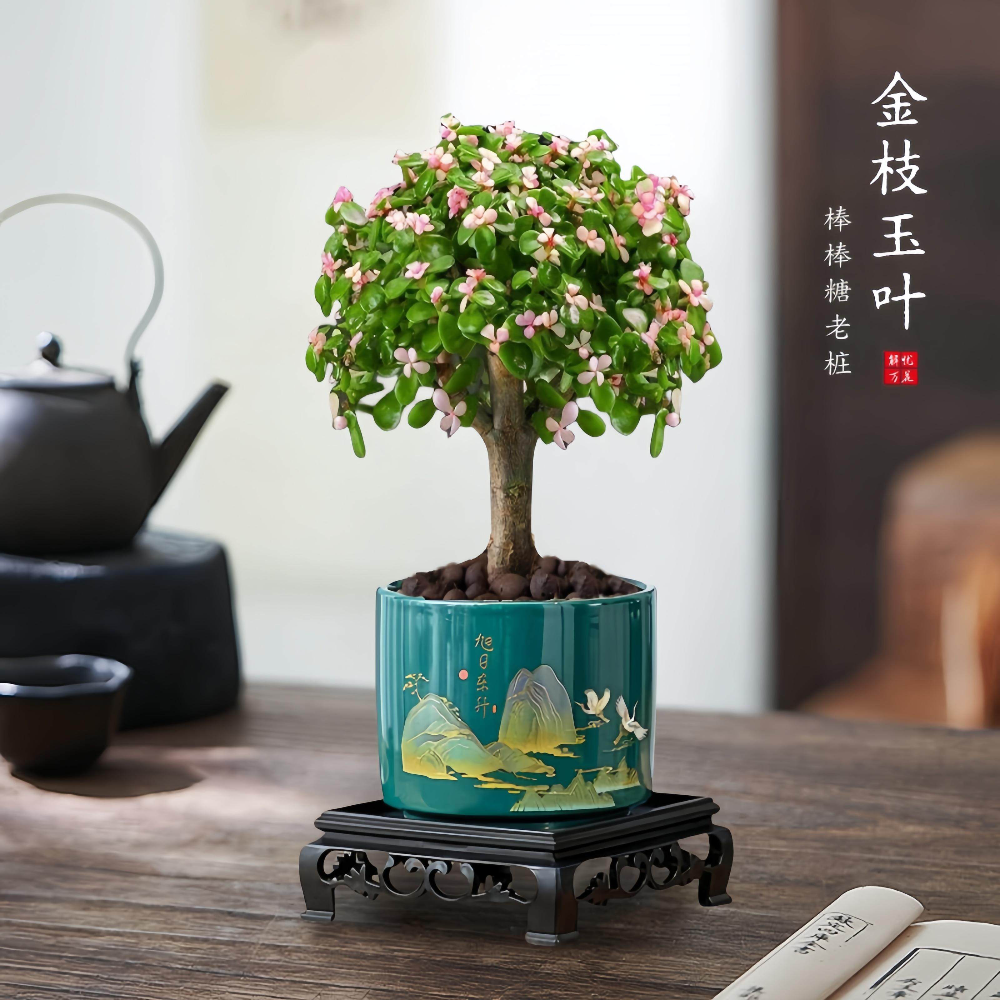 金枝玉叶棒棒糖大老桩多肉植物雅乐之舞防辐射吸甲醛客厅绿植花卉