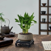 文昌竹4支金榜题名文曲星粗杆富贵竹转运招财植物小盆栽绿植