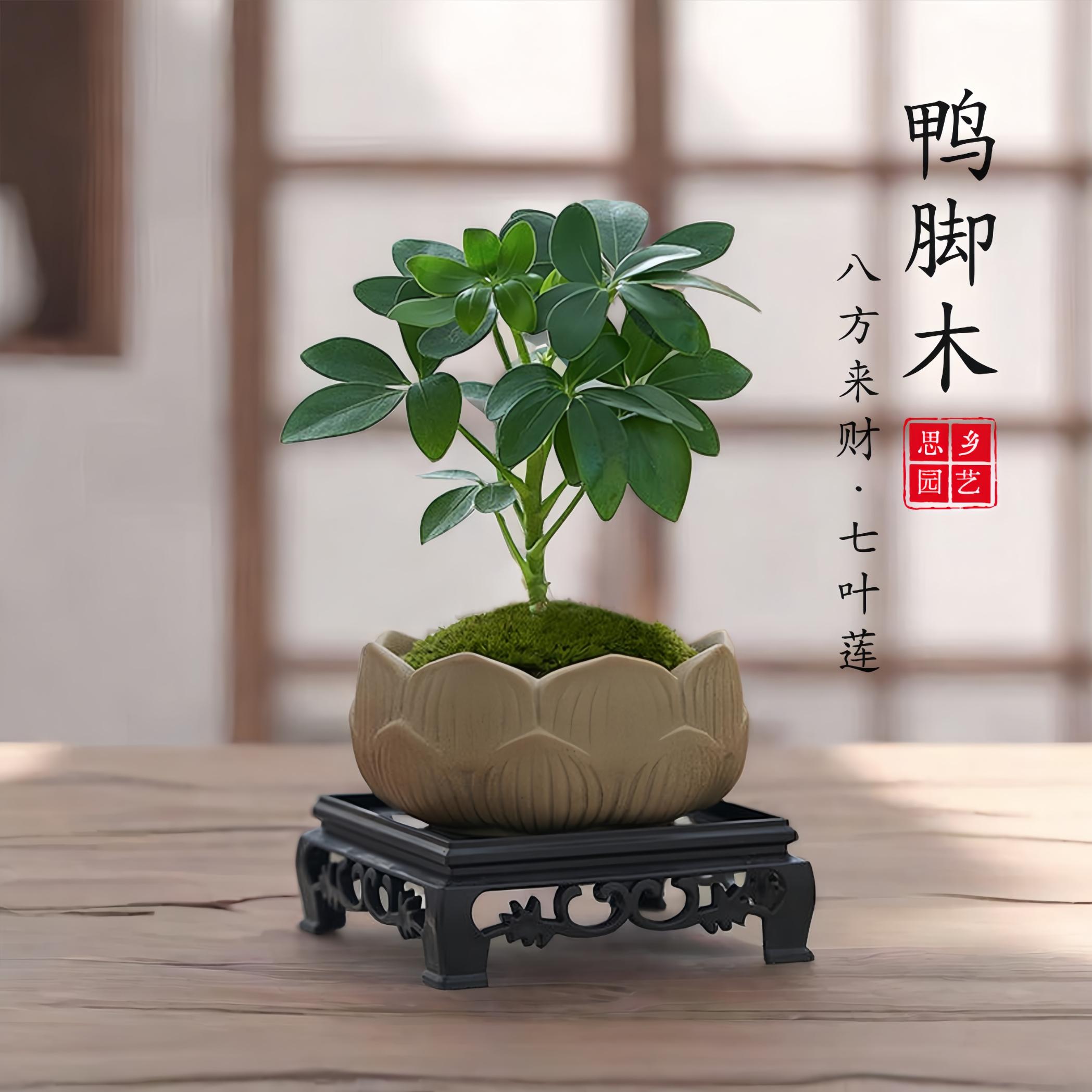 八方来财鸭脚木室内绿植盆栽