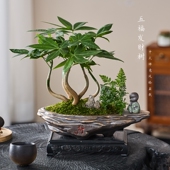 五福发财树招财绿植盆栽室内客厅办公室招财桌面茶几耐阴好养花卉