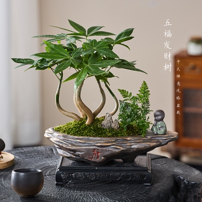 五福发财树盆栽植物室内绿植摆件