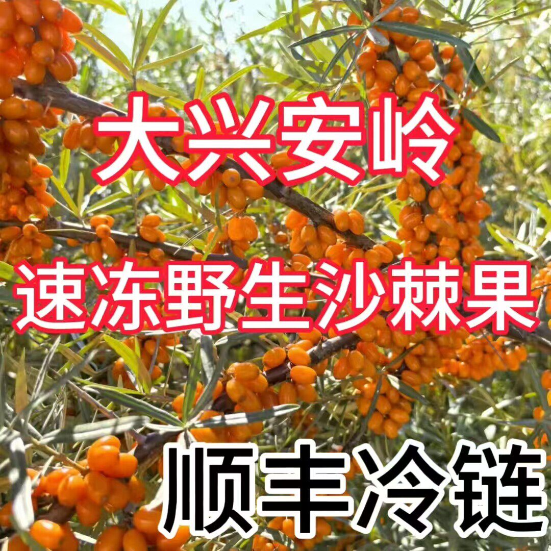 新货大兴安岭鲜果速冻纯野生成熟沙棘果做果汁果酱奶昔顺丰包邮
