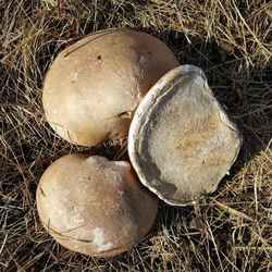 散装玉芝东北特产大兴安岭整支野生白灵芝免费切片自然晾晒包邮