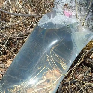 大兴安岭野生白桦树汁原味原汁植物饮料新货产地韵达发货需要冷冻