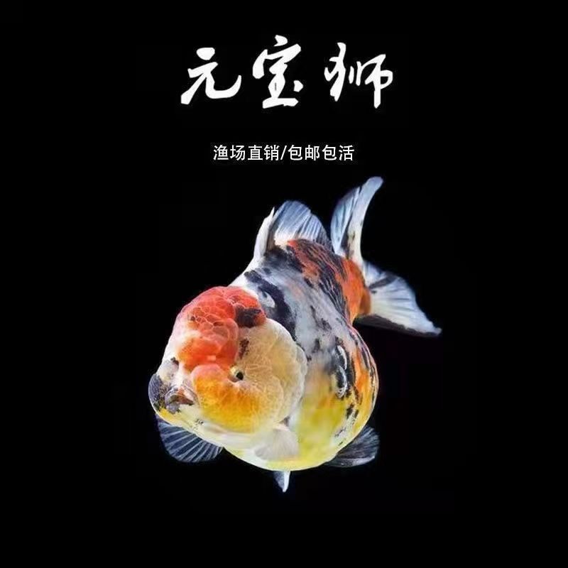 百褶裙泰狮元宝狮玉兔亚成短尾金鱼金波菠萝淡水鱼冷水闪麟观赏鱼