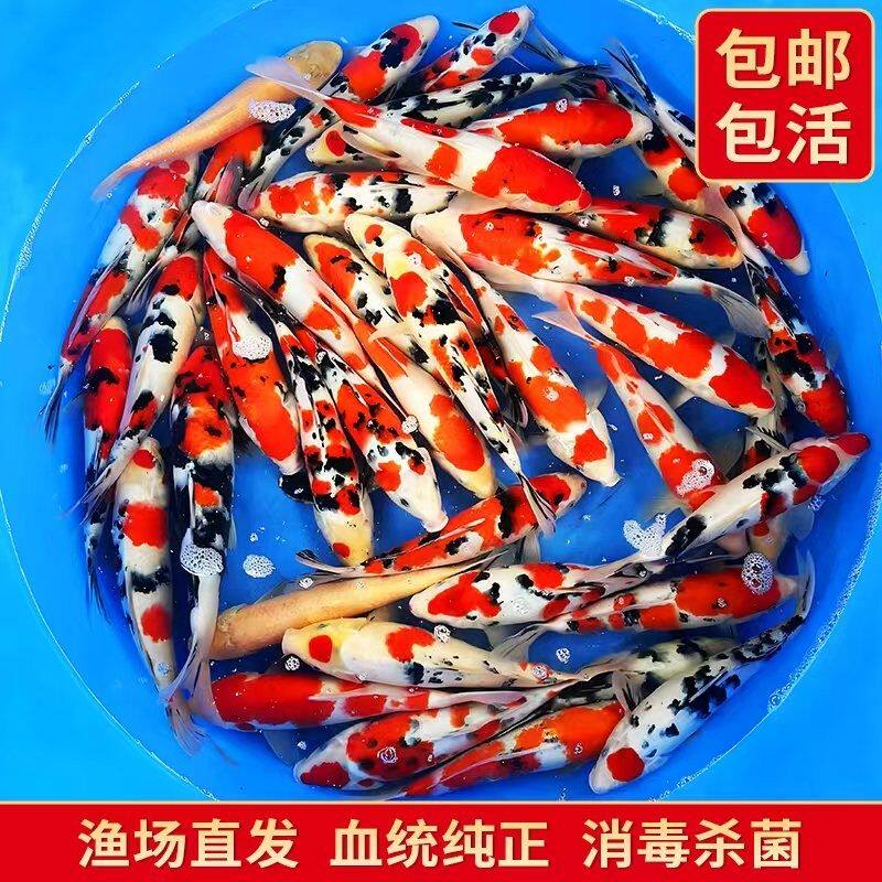 纯种三色锦鲤淡水冷水观赏鱼包活大型锦鲤鱼渔场直发三色分明耐活