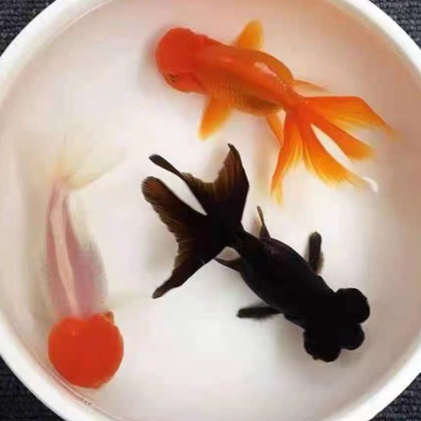 鹤顶红狮头菠萝头龙晴金鱼活体鸿运当头冷水观赏鱼好养耐活宠物鱼