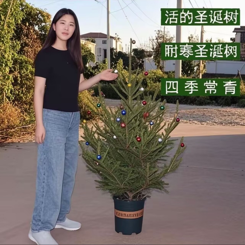 云杉圣诞树真树盆栽活的挪威云杉松树苗圣诞节诺贝松冬季耐寒植物