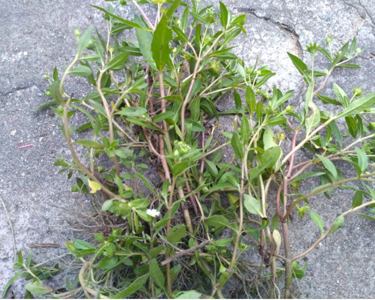 新鲜野旱莲草墨旱莲鳢肠草旱墨莲擦250g现采现发