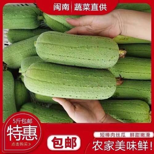 新鲜丝瓜台湾翡翠短棒肉丝瓜粗水瓜香瓜福建农家蔬菜1-5斤圆丝瓜