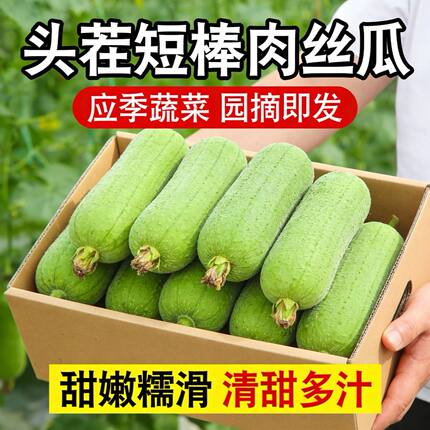 新鲜丝瓜翡翠肉丝瓜粗水瓜台湾短棒香丝瓜福建蔬菜1-5斤