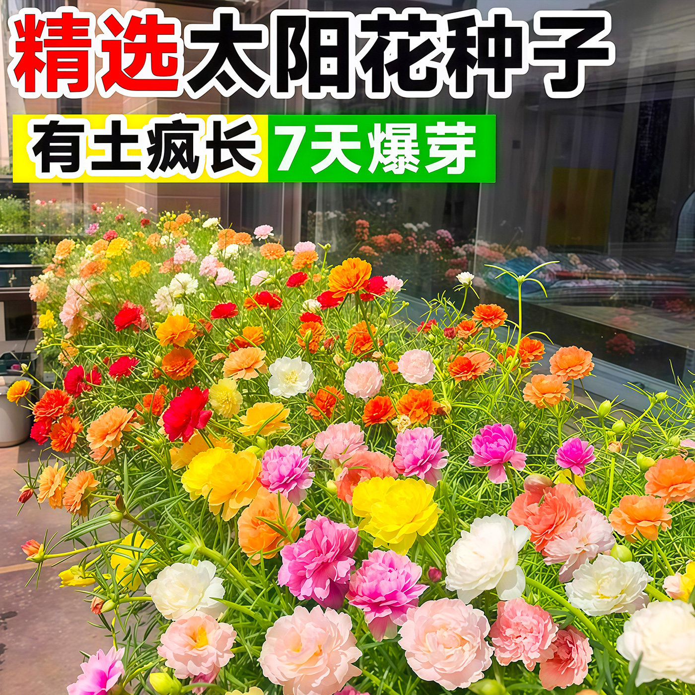 重瓣太阳花种子花种籽子室内室外观花卉植物花籽四季播种开花易活