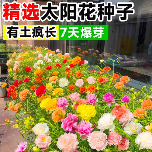 重瓣太阳花种子四季易活