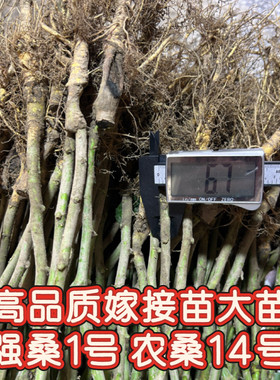海宁正宗嫁接桑树苗养蚕专用强桑1号农桑14号高产大叶桑批发大苗