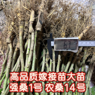 海宁正宗嫁接桑树苗养蚕专用强桑1号农桑14号高产大叶桑批发大苗