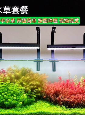 鱼缸造景阴性套餐水下植物新手
