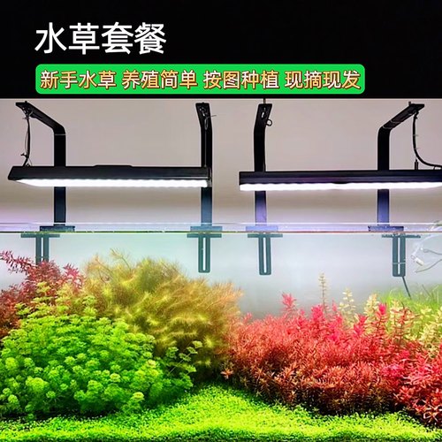 鱼缸造景阴性套餐水下植物新手