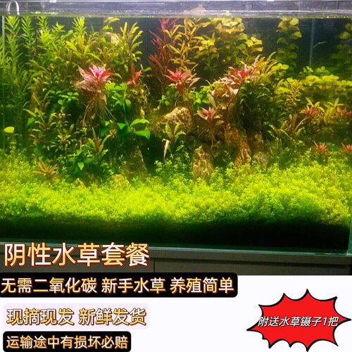 水草套餐阴性绿菊懒人矮珍珠水兰