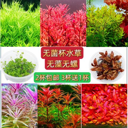 无菌杯水草造景迷你牛毛爬地矮珍珠血心兰丹麦红玫瑰叉柱花红宫廷