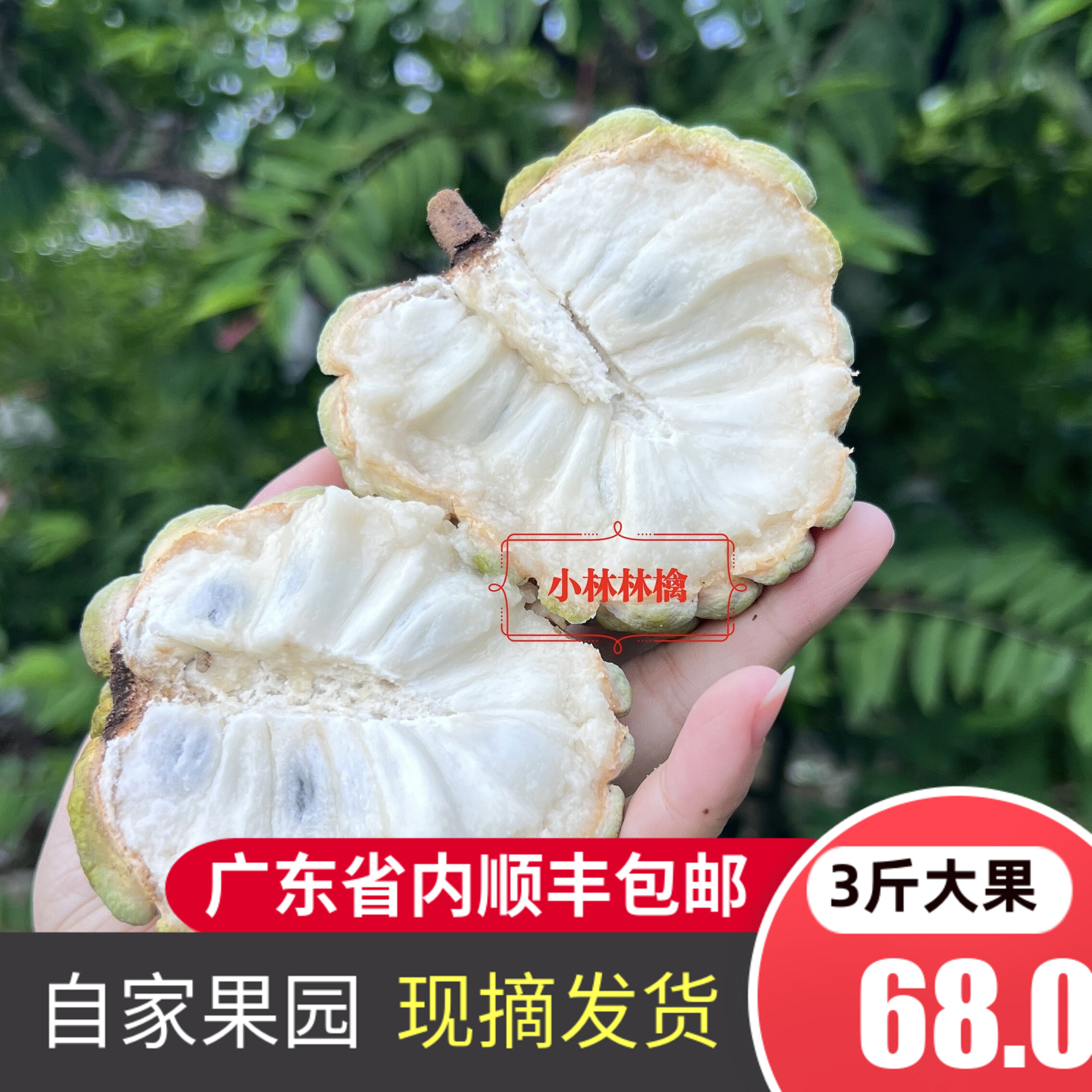 潮汕樟林林檎 佛头果番荔枝释迦番荔枝/释迦