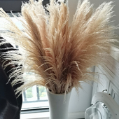 新品 真花花束客厅摆件婚礼现场布置风干大芦苇 公蒲苇干花北欧风格