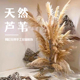 天然芦苇干花网红进口大蒲苇落地造型场景布置拍摄道具永生大芦苇