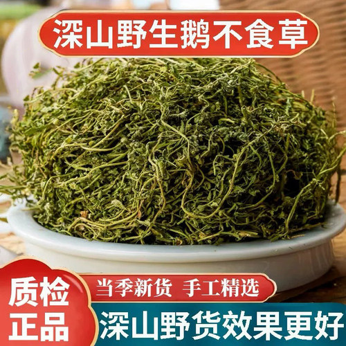 正宗深山野生鹅不食草中药