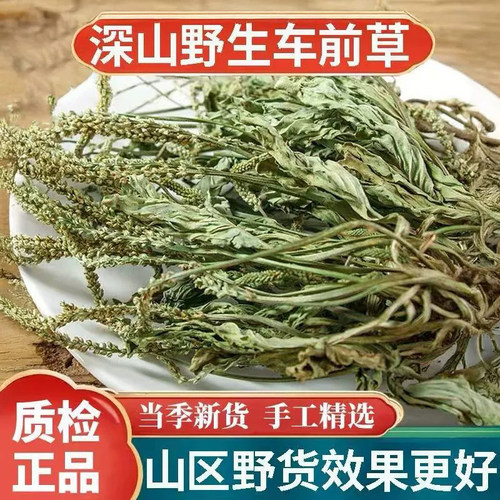 正品野生车前草中药材500g