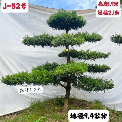 名贵迎客造型罗汉松别墅2-2.6米