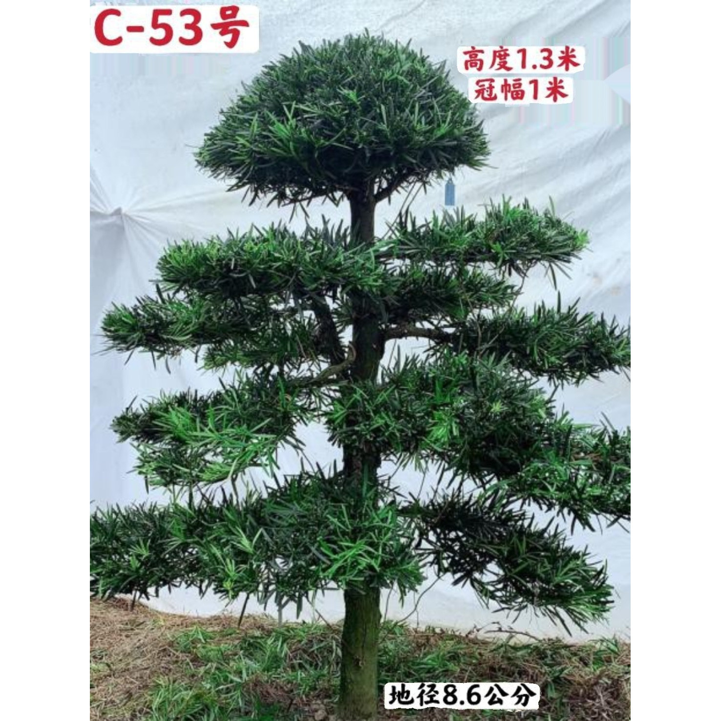 2026新精品原生中叶罗汉松C区造型树阳台庭院盆栽花卉1-1.5米包邮