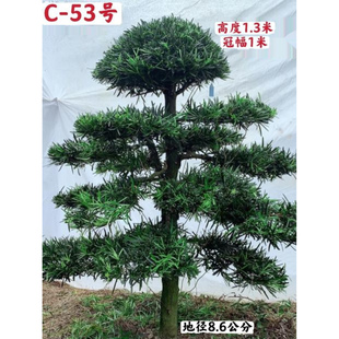 2026新精品原生中叶罗汉松C区造型树阳台庭院盆栽花卉1-1.5米包邮