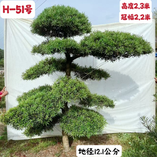直销原生罗汉松 迎客松C四季常青别墅绿化一物一拍造型松花卉