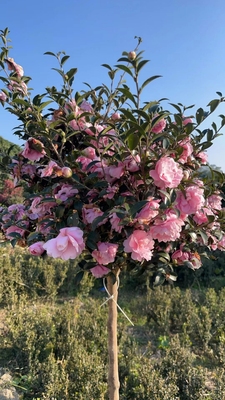 正宗日本茶梅扦插苗2年量多常绿