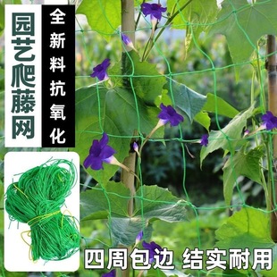 植物爬藤网黄瓜丝瓜爬藤网爬藤网瓜蒌百香果攀爬网搭架网爬藤网绳