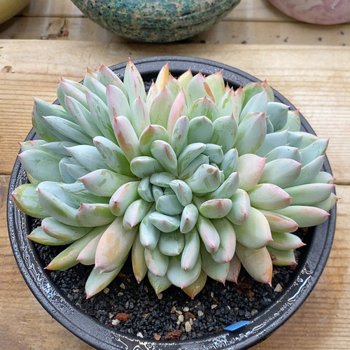 雪羽冠幅17CM