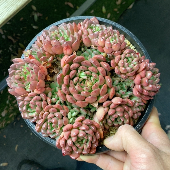 红宝石冠幅17CM
