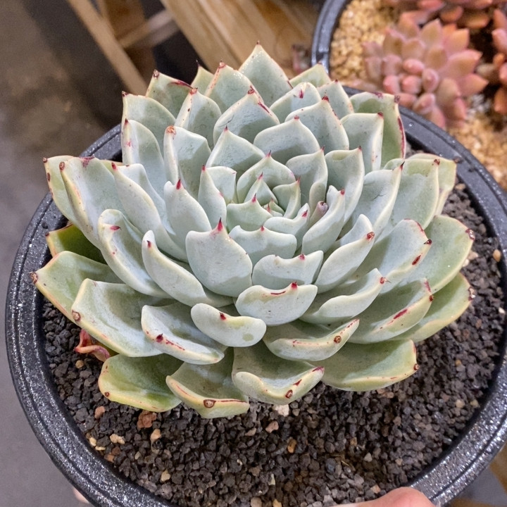 剑司诺娃杂交冠幅14.5CM,鲜花速递/花卉仿真/绿植园艺,多肉植物,淘宝优惠券,粉丝福利购,淘宝优惠卷