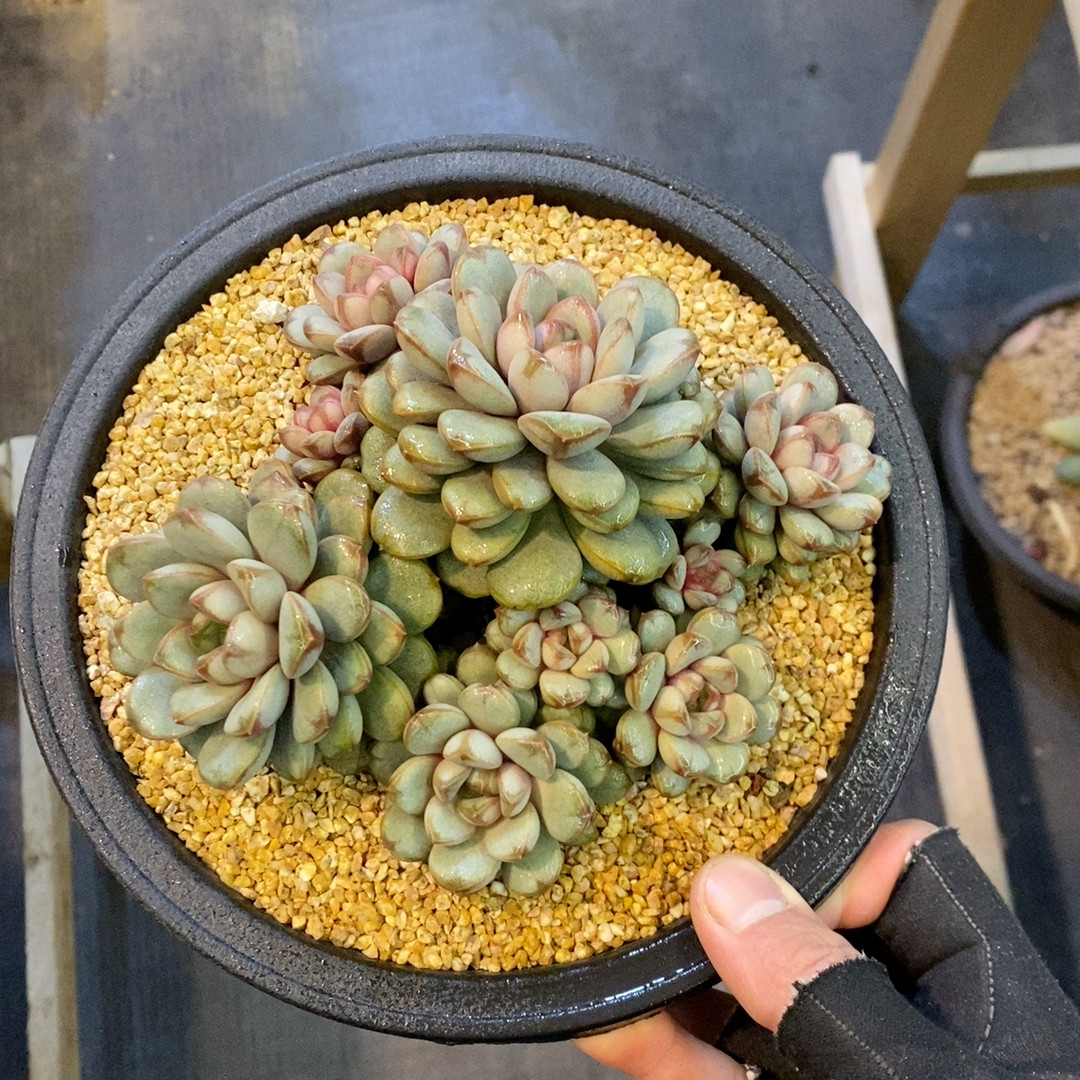 葡萄冠幅16CM,鲜花速递/花卉仿真/绿植园艺,多肉植物,淘宝优惠券,粉丝福利购,淘宝优惠卷