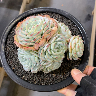 勃朗峰无砍8头冠幅14CM