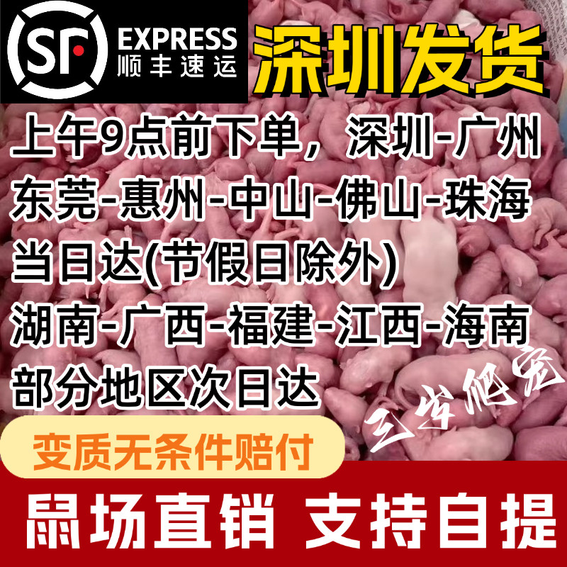深圳冷冻红皮粉皮白霜乳鼠喂蛇冰冻小白鼠速冻新鲜无菌1斤装