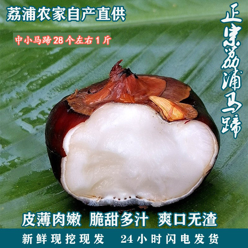 广西正宗荔浦马蹄荸荠脆甜新鲜