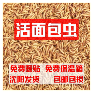 面包虫黄粉虫爬宠昆虫活饵活虫乌龟画眉鸟仓鼠石蛙角蛙守宫饲料