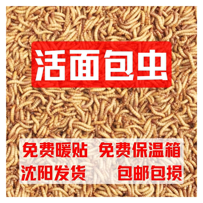 面包虫黄粉虫角蛙守宫金龙鱼饲料