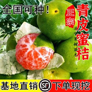 新品种青皮蜜桔苗 日南一号桔苗早熟青柑橘苗 嫁接无核蜜桔子树苗